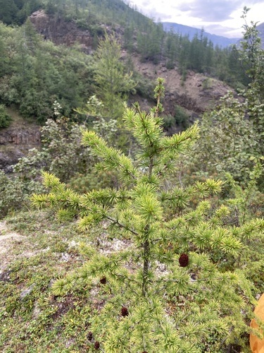 Larix × czekanowskii, photograph 2