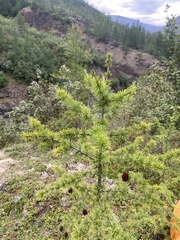Larix × czekanowskii, photograph (c) Илья Руденко, some rights reserved (CC BY)