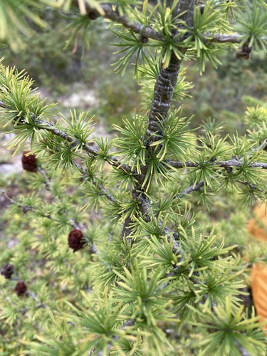 Larix × czekanowskii, photograph 3