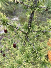 Larix × czekanowskii, photograph (c) Илья Руденко, some rights reserved (CC BY)