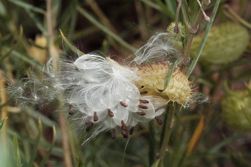 Narrow-leaf Cotton Bush