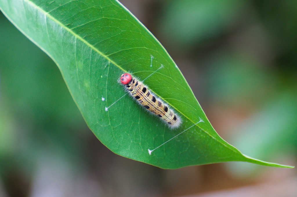 Awl Fall Common Awl from Jln Noordin, Singapore on December 10, 2023 at 01:19 PM ...