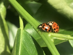 Harmonia axyridis