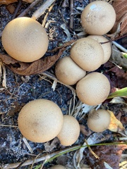 Apioperdon pyriforme image