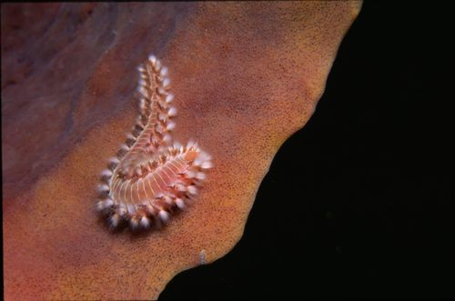 Bearded Fireworm, photo 2 of 10