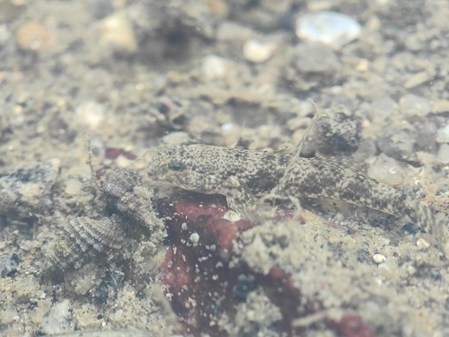 Triangle goby (Drombus triangularis) — Gobiidae — 4