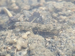 Brown Drombus photo 5