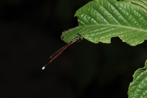 Ischnura observed 2023-07-07