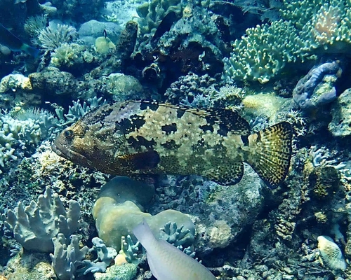 Black rock-cod (Epinephelus fuscoguttatus) — Serranidae — 4