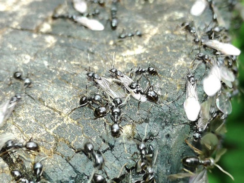 mravec čiernolesklý (Lasius fuliginosus)