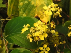 Stigmaphyllon lindenianum