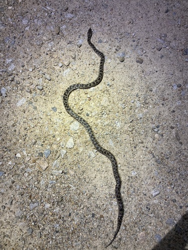 Cape York Spotted Python sighting