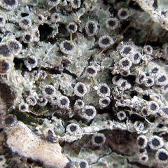 Rinodina ascociscana