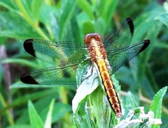 Erythrodiplax atroterminata