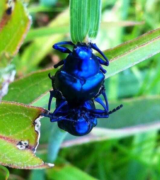 Eumolpus bucki