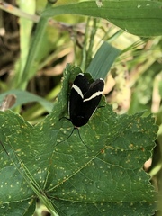 Pseudalypia crotchii