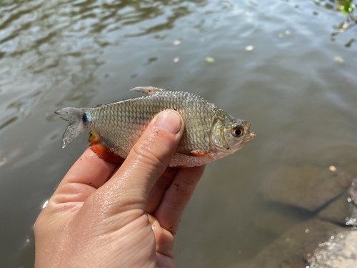 Blackfin tetra (Markiana nigripinnis) — Characidae — 3