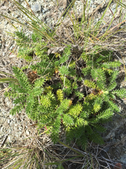 Acaena pinnatifida californica