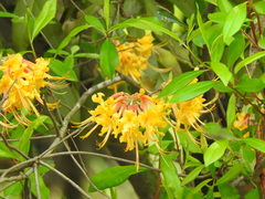 Rhododendron austrinum