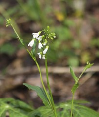 Cardamine concatenata