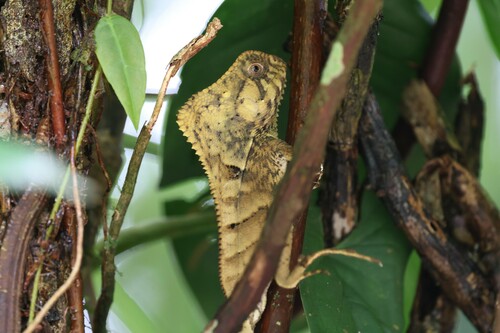 Helmeted Iguana, Alajuela Province, San Carlos, Costa Rica, photo 10 of 10