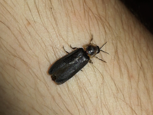 svietivka svätojánska (Lampyris noctiluca)
