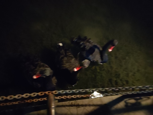 Labuť čierna (Cygnus atratus)