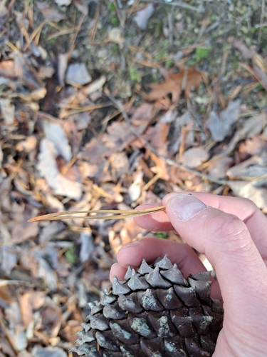 Table Mountain pine (Pinus pungens)