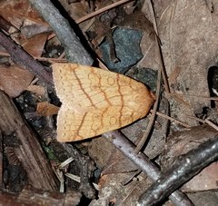 Pyreferra hesperidago