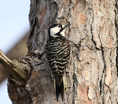 Red-Cockaded Woodpecker photo 5