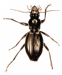 Prosphodrus mangamuka