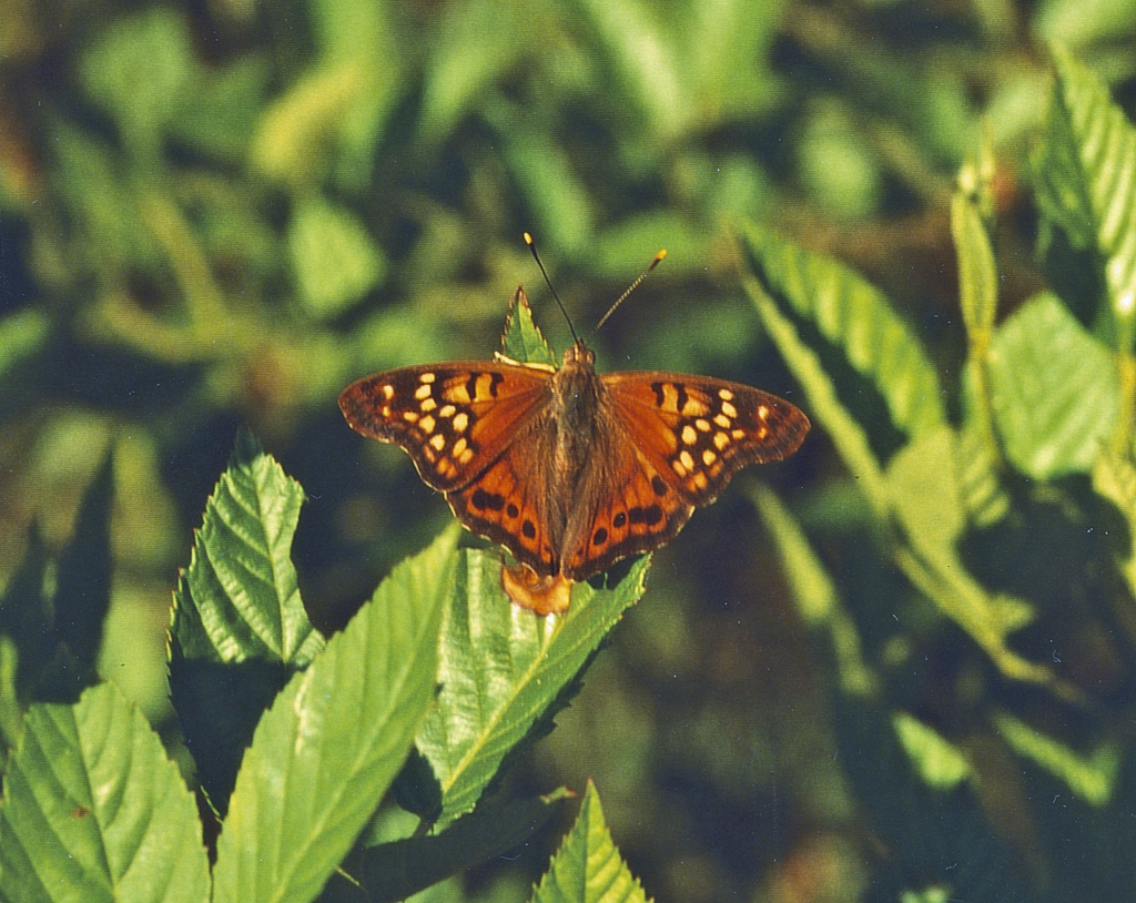 Tawny Emperor from Congaree National Park, South Carolina, USA on