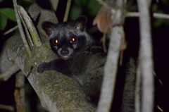 Paradoxurus musangus