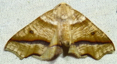 Plagodis alcoolaria