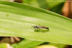 Trypoxylon petiolatum