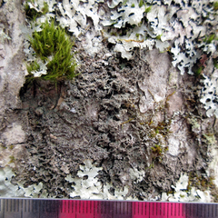 Rinodina ascociscana