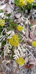 Cymopterus sessiliflorus