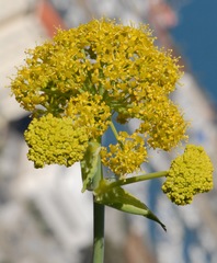 Ferula tingitana