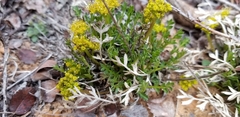 Cymopterus sessiliflorus
