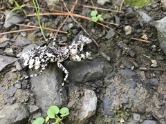 Theopompa ophthalmica