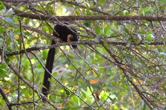 Ratufa bicolor