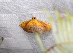 Hyalobathra micralis