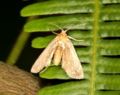 Luma