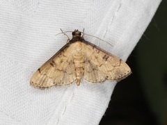 Nacoleia charesalis