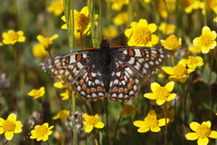 Euphydryas editha bayensis