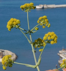Ferula tingitana