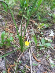 Hypoxis wrightii
