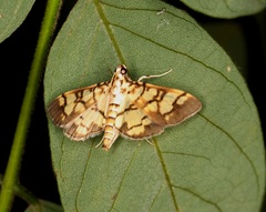 Lygropia distorta