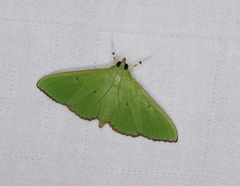 Parotis punctiferalis