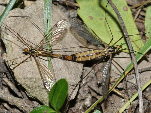 Spoilertijger, photo 7 of 7